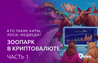 Часть 1: Кто такие киты, лоси, медведи? Зоопарк в криптовалюте